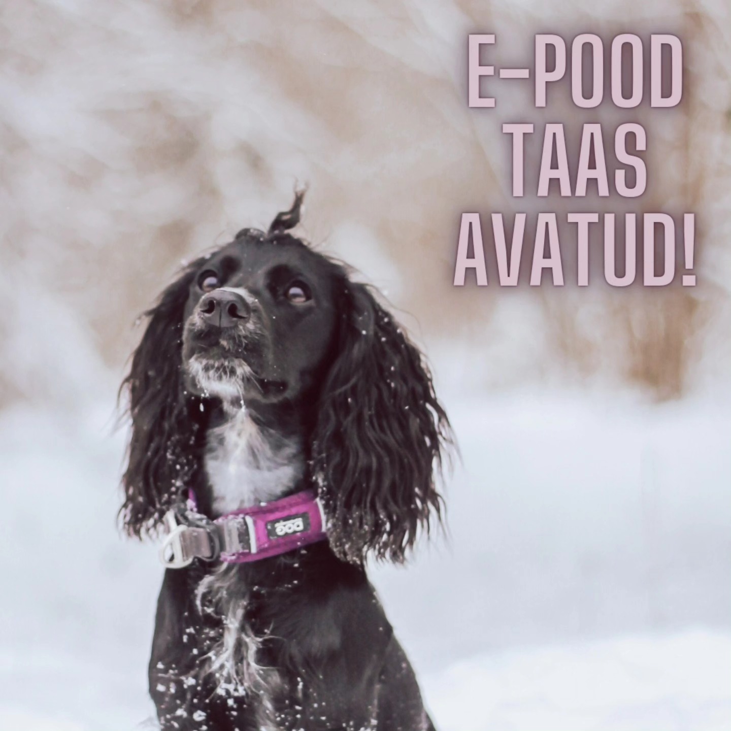 🙌🏻 Kuut ja Kont e-poest saab taas tellida! 🙌🏻

Kahjuks facebook'i kontot me taastada ei suutnud, seega hetkel veel oleme vaid instagramis 😊