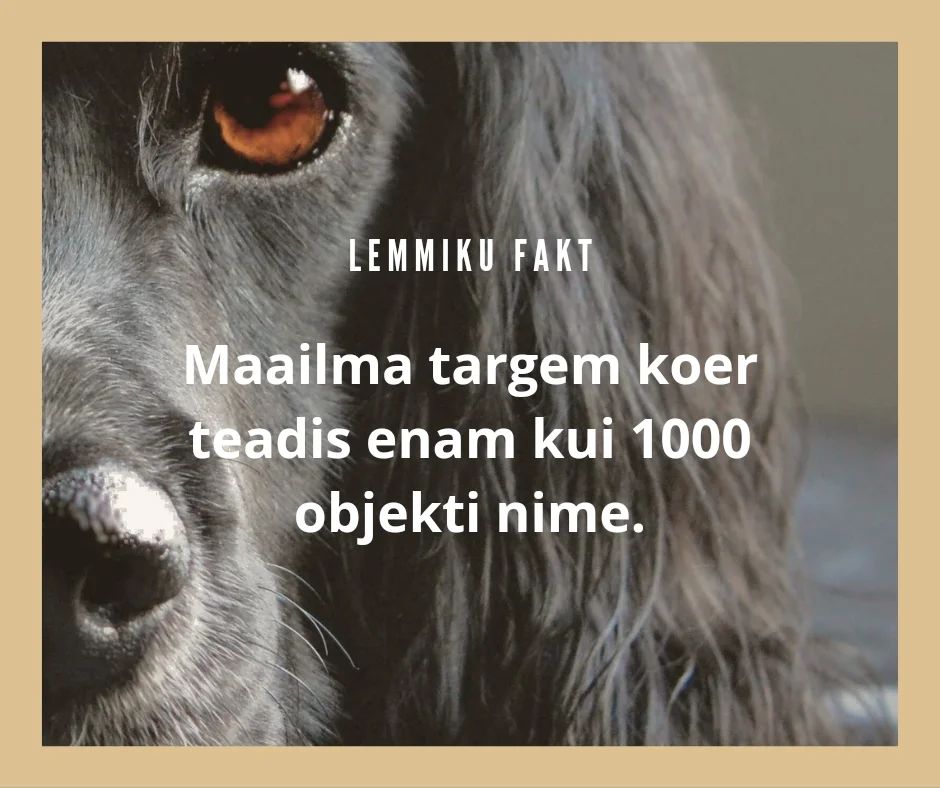 Bordercollie nimega Chaser suutis nime järgi tuvastada rohkem, kui 1000 mänguasja 😲
"Tal oli 30 palli ja ta teadis neid kōiki kindla nimetuse ja kategooria järgi. Ta teadis ka selliseid omadussõnu nagu suurem, väiksem, kiirem, aeglasem." 

Uskumatu, milleks koerad võimelised on 😍
