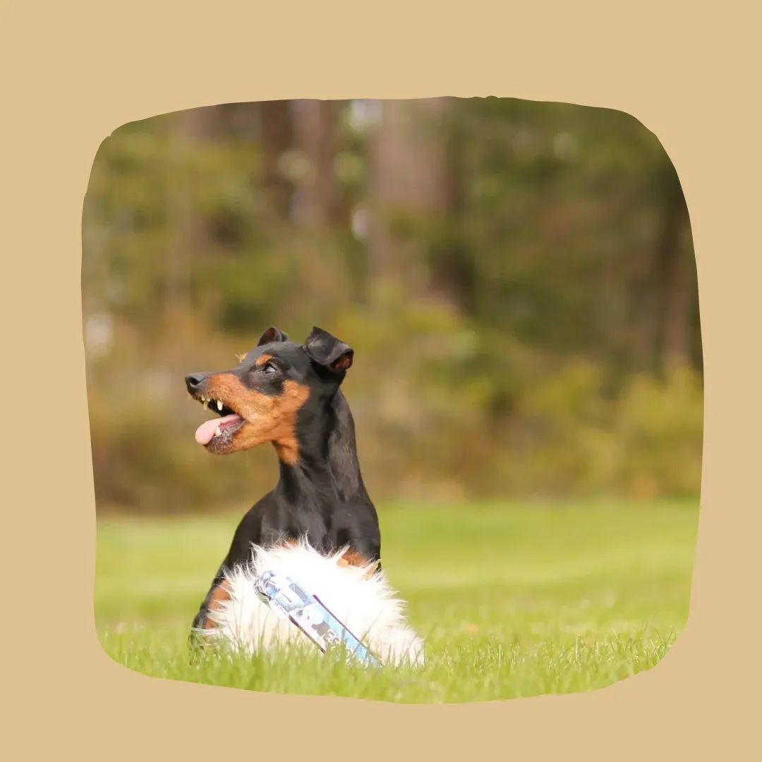 Sellise näoga vaatab Sind su koer, kui tahad tema lemmikut lambanahaga mänguasja kätte saada 😝 

Seda need @zayma_dog_toys mänguasjad on, kõikide koerte lemmikud ♥️